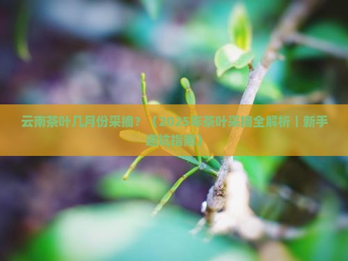 云南茶叶几月份采摘