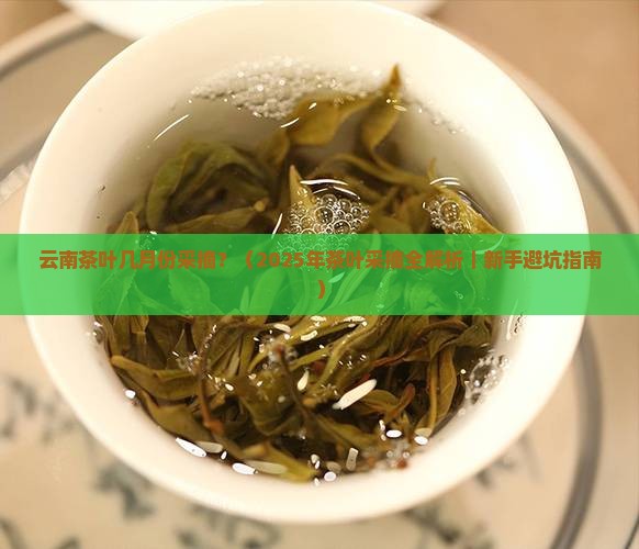云南茶叶几月份采摘