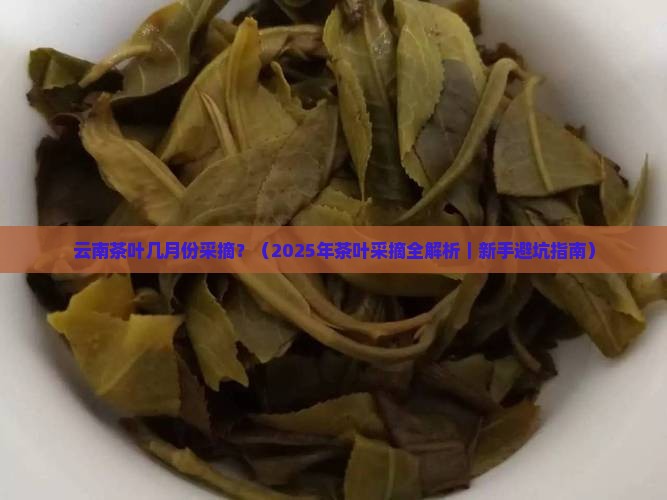 云南茶叶几月份采摘