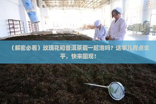 玫瑰花和普洱茶一起泡行吗