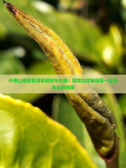 柠檬山楂和普洱茶