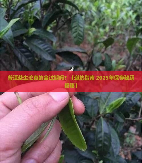 普洱茶生沱会过期吗