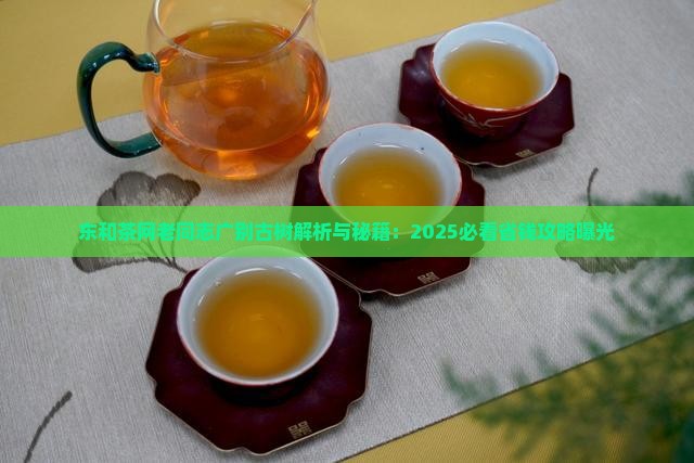 东和茶网老同志广别古树