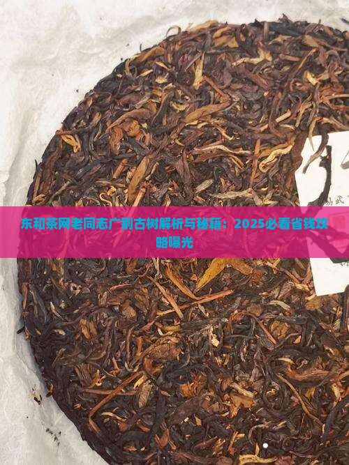 东和茶网老同志广别古树