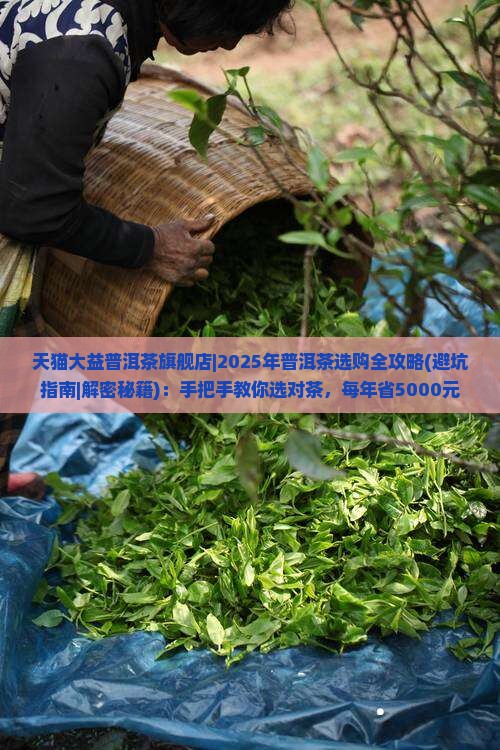 天猫大益普洱茶旗舰店