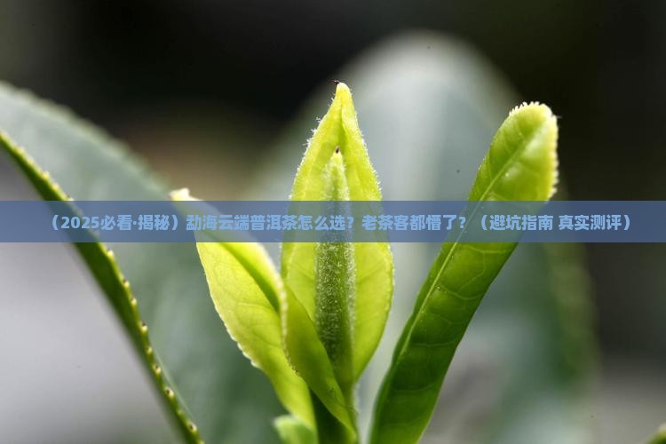 勐海云端普洱茶