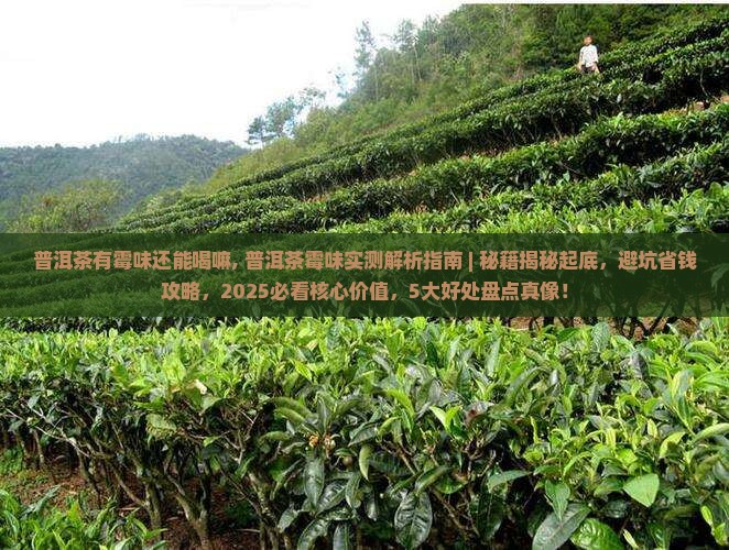 普洱茶有霉味还能喝嘛