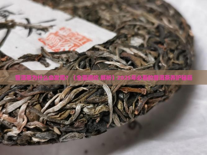 普洱茶怎么才会发霉
