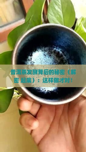 普洱茶发酵的原理