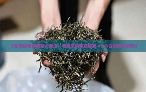 云南绿春普洱茶