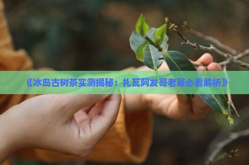 扎瓦阿发哥冰岛古树茶怎样