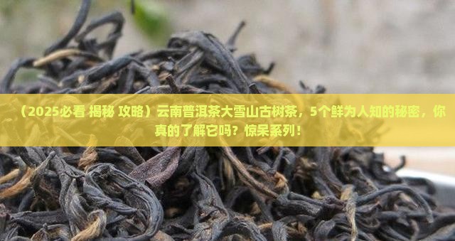 云南普洱茶大雪山古树茶