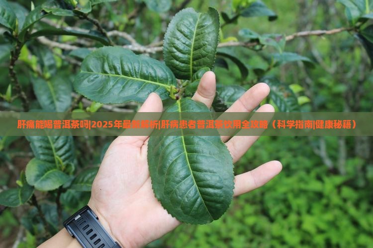 肝痛能喝普洱茶吗
