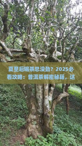 夏至后喝什么普洱茶好