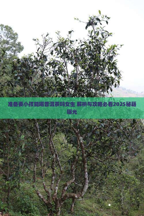 准备要小孩能喝普洱茶吗