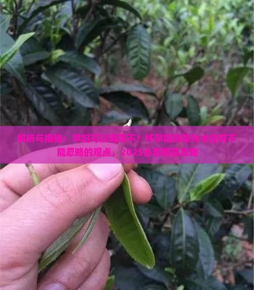 孕妇可以喝茶不