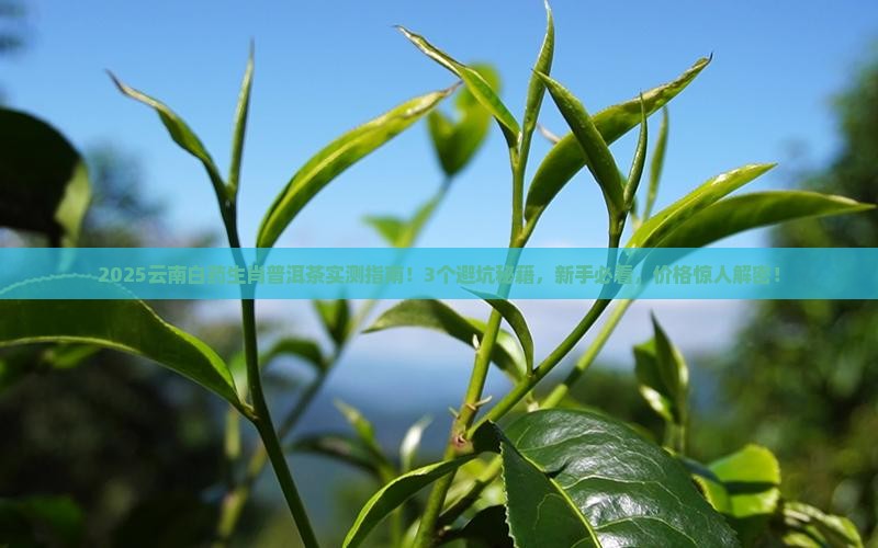 云南白药生肖普洱茶