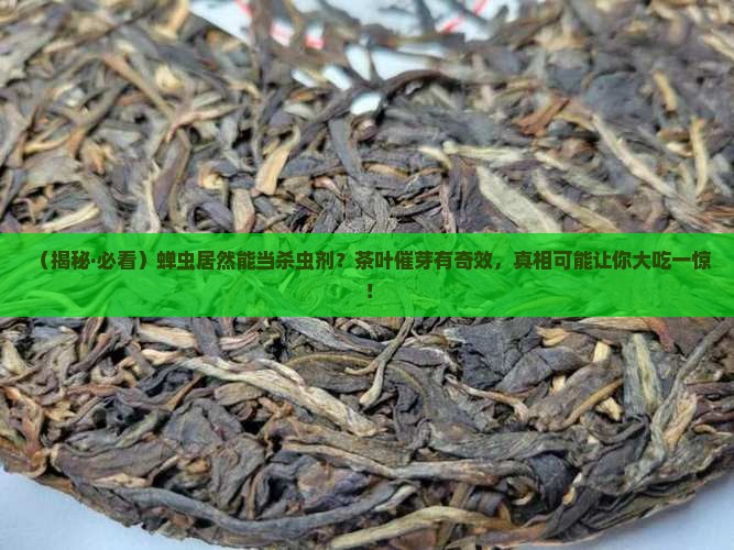 蝉虫有什么功效茶叶杀虫剂催芽剂