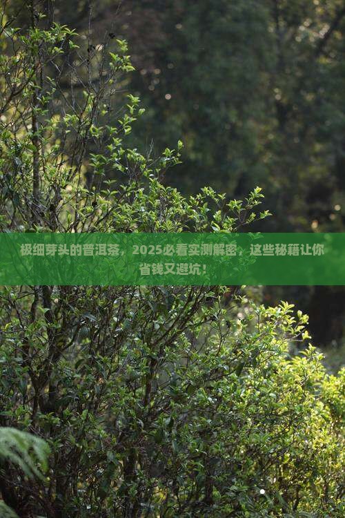 极细芽头的普洱茶