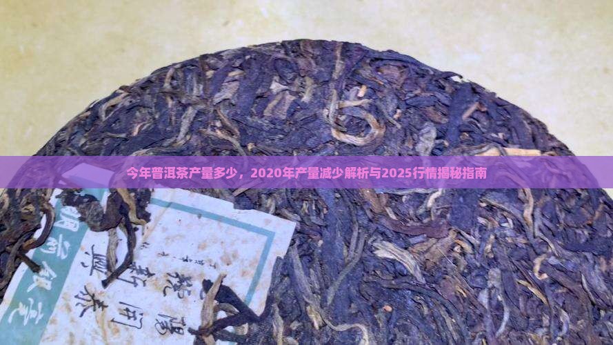 今年普洱茶产量多少