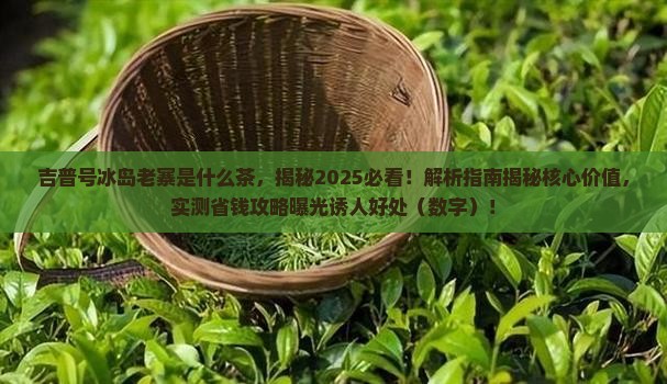 吉普号冰岛老寨是什么茶