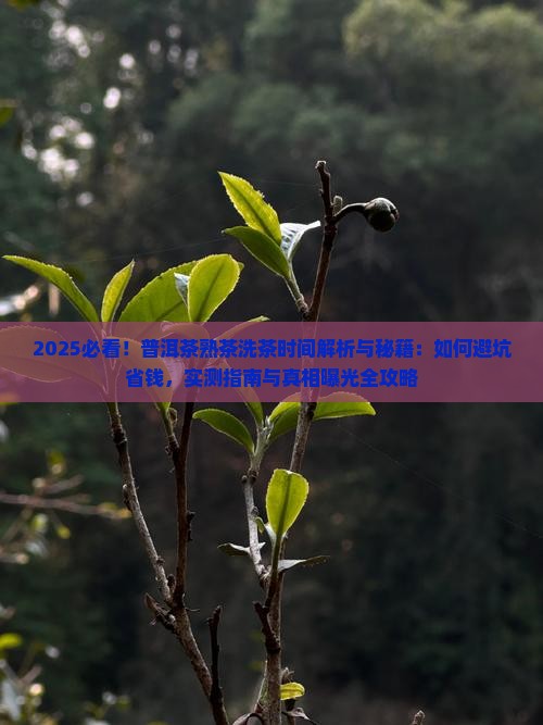 普洱茶熟茶的洗茶时间