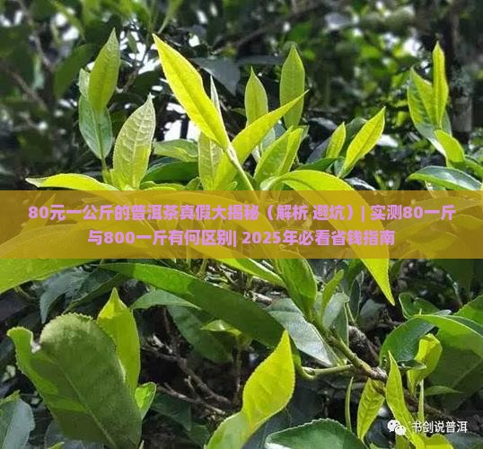 80元一公斤的普洱茶