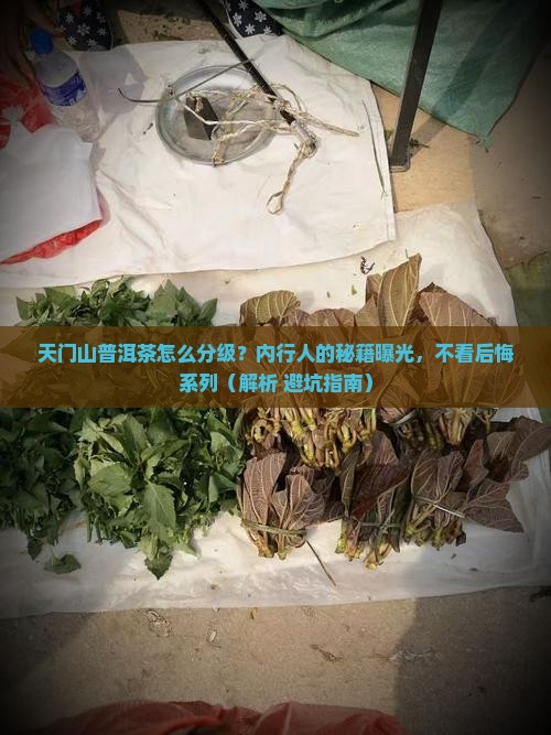 天门山普洱茶分级