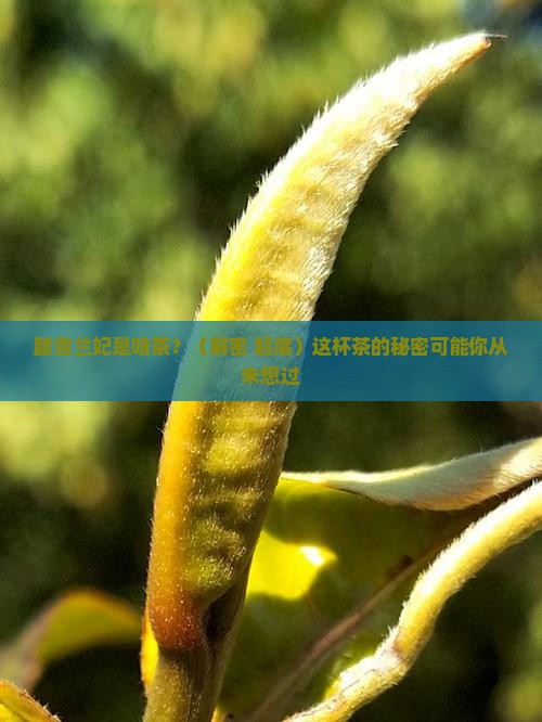 踏雪兰妃什么茶做的
