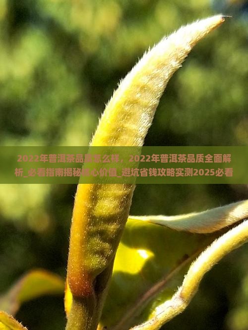 2O22年普洱茶品质怎么样
