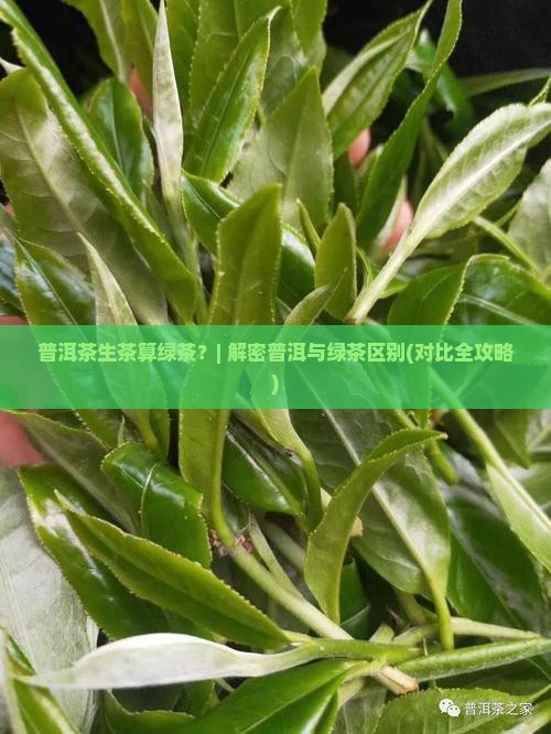 普洱茶生茶算绿茶