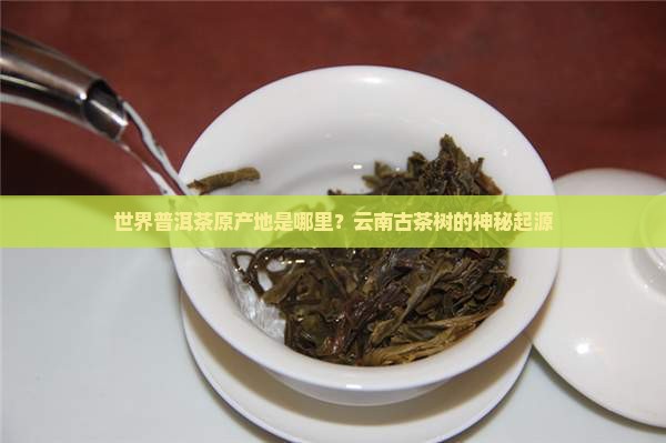 世界普洱茶原产地是哪里