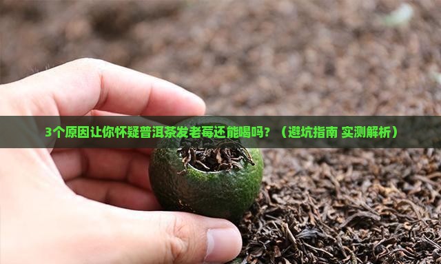 普洱茶发老莓还能喝吗