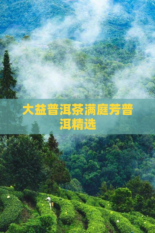 大益京满庭芳普洱茶