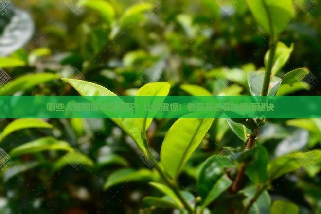 哪些人能喝陈年普洱茶