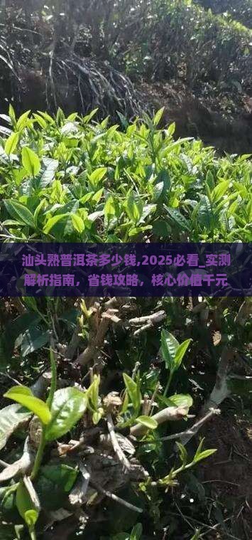 汕头熟普洱茶多少钱