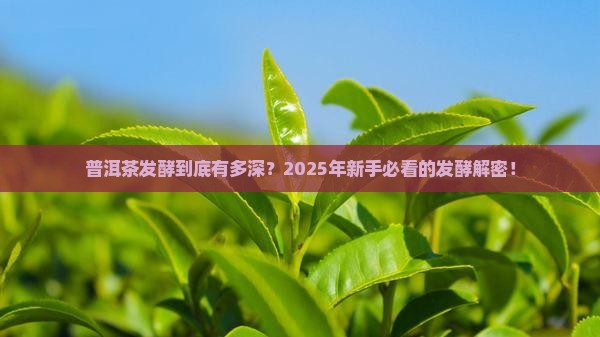 市场上普洱茶发酵程度