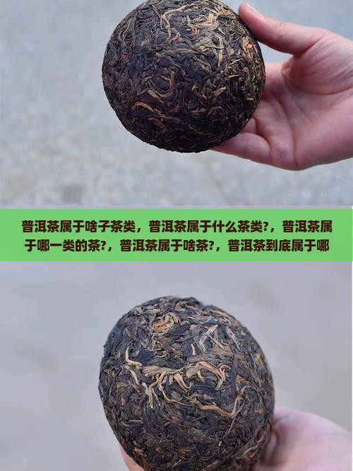 普洱茶属于啥子茶类 普洱茶属于啥子茶类