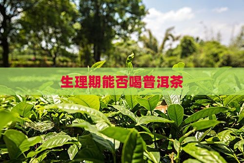 生理期能否喝普洱茶 生理期能否喝普洱茶