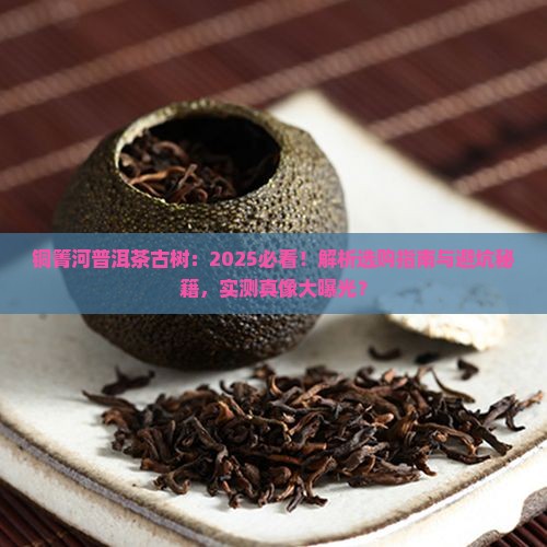 铜箐河普洱茶古树