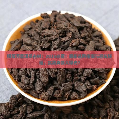 铜箐河普洱茶古树