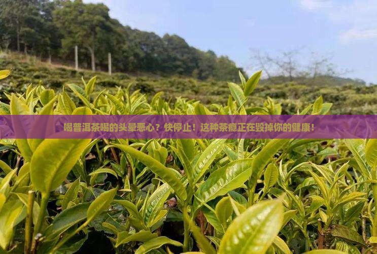 喝普洱茶喝的头晕恶心