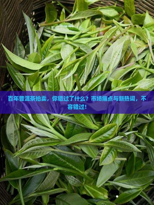 百年普洱茶拍卖