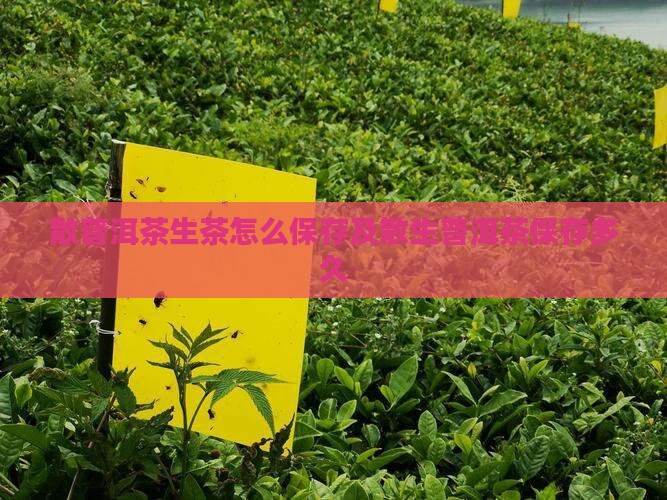 散普洱茶生茶怎么保存