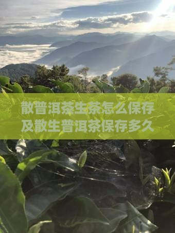 散普洱茶生茶怎么保存