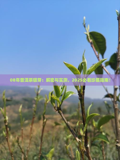 08年的普洱茶银芽