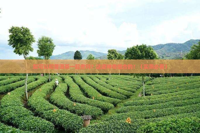 梨可以和普洱茶一起煮吗