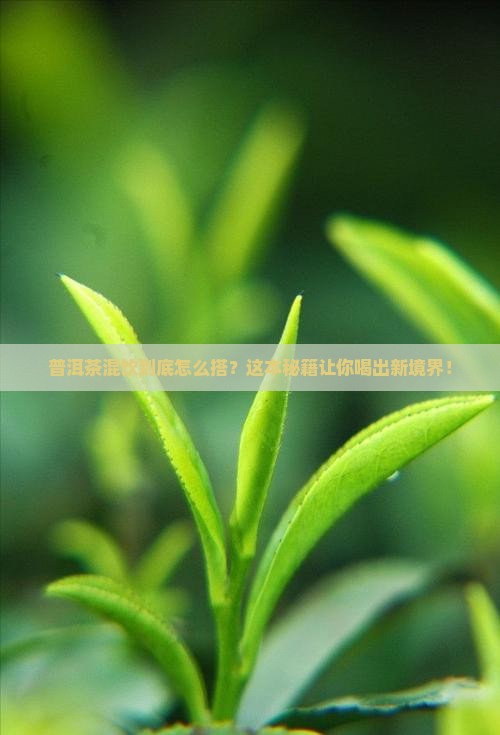 普洱茶适合与什么混饮