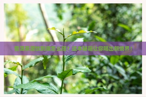 普洱茶适合与什么混饮