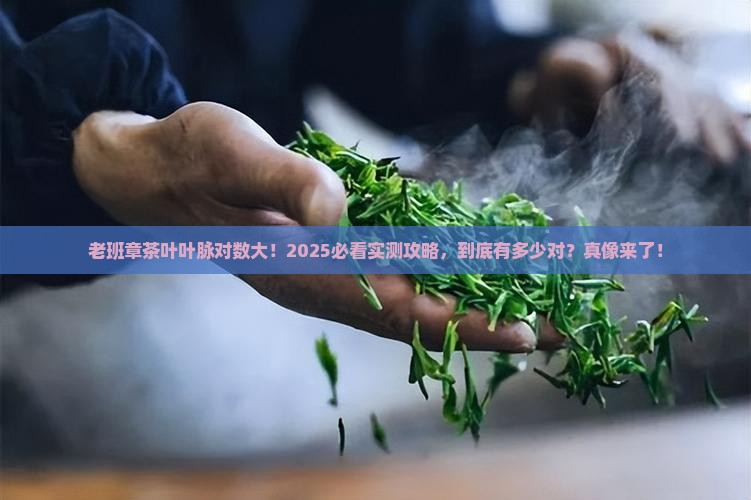 老班章茶叶的叶脉多少对